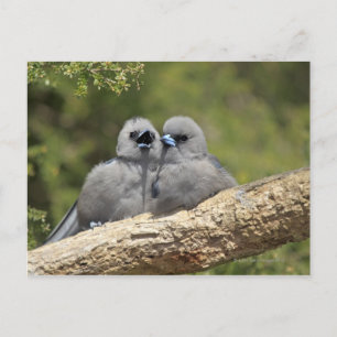 Black Faced Woodswallow, Artamus cinereus Postcard