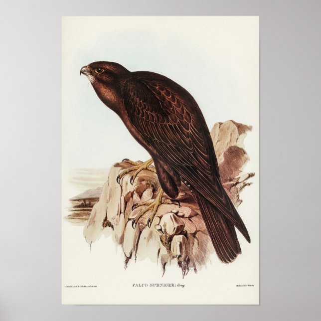Black Falcon by Elizabeth Gould Poster (Front)