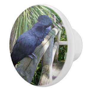 Black Feathers: Australian Black Parrot Ceramic Knob