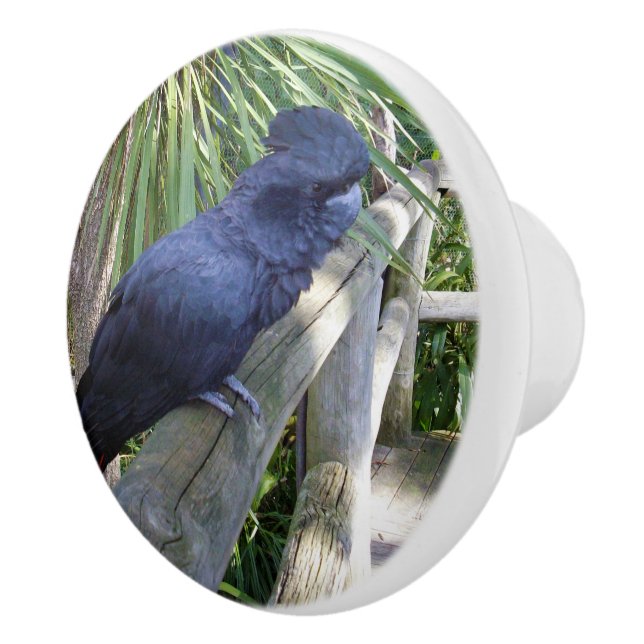 Black Feathers: Australian Black Parrot Ceramic Knob (Right)