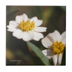 Black Foot Daisy Tile