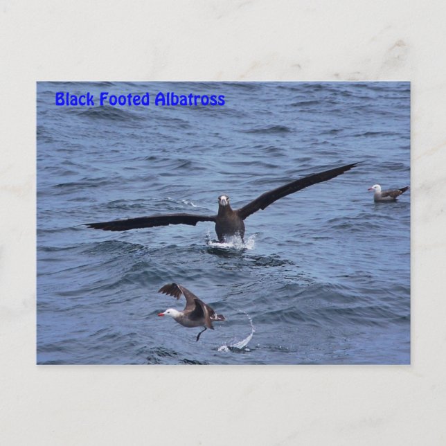 Black Footed Albatross Postcard (Front)