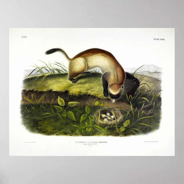 Black-footed Ferret, American Polecat by Audubon Poster (Front)