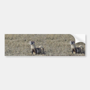 Black-Footed Ferret Bumper Sticker