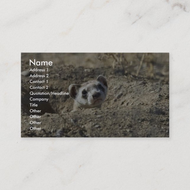 Black-Footed Ferret (captive) Business Card (Front)