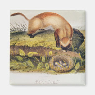 Black-footed Ferret Magnet
