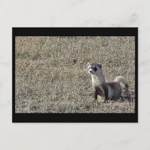 Black-Footed Ferret Postcard