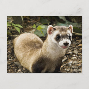Black-Footed Ferret Postcard
