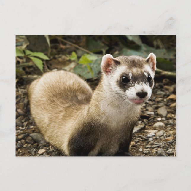 Black-Footed Ferret Postcard (Front)