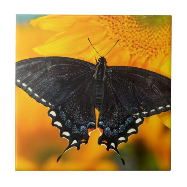 Black Form Of Eastern Tiger Ceramic Tile (Front)