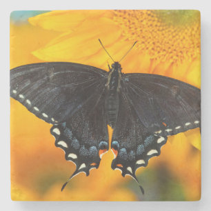 Black Form Of Eastern Tiger Stone Coaster