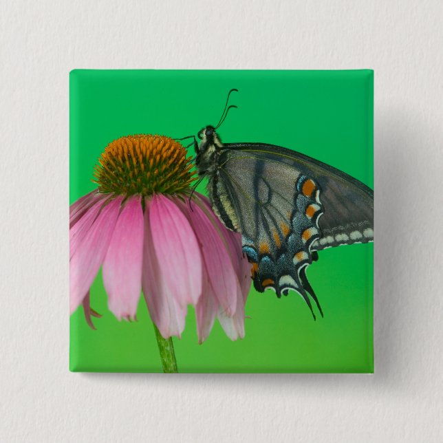 Black Form Of Eastern Tiger Swallowtail 15 Cm Square Badge (Front)