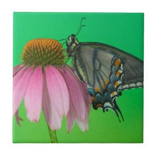 Black Form Of Eastern Tiger Swallowtail Ceramic Tile