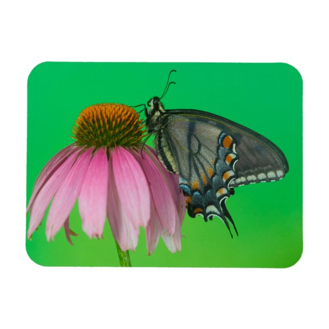 Black Form Of Eastern Tiger Swallowtail Magnet (Horizontal)