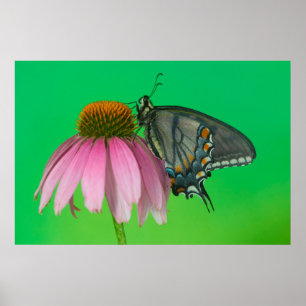 Black Form Of Eastern Tiger Swallowtail Poster