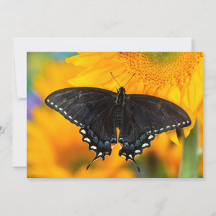 Black Form Of Eastern Tiger Thank You Card