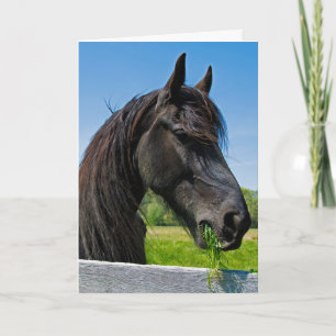black Friesian horse birthday Card