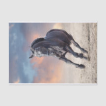 Black friesian horse galloping