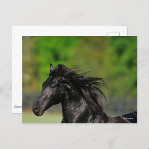 Black Friesian Horse Stallion Headshot Postcard
