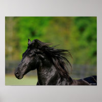 Black Friesian Horse Stallion Headshot