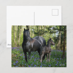 Black Friesian Mare and Foal In Bluebells Postcard