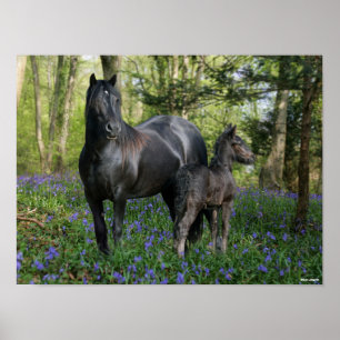 Black Friesian Mare and Foal In Bluebells Poster