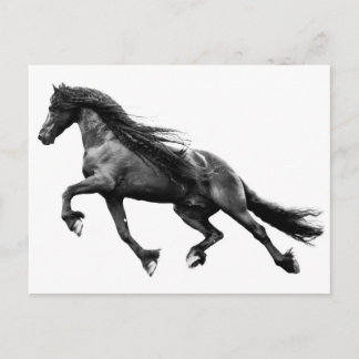 Black friesian stallion - friese horse postcard