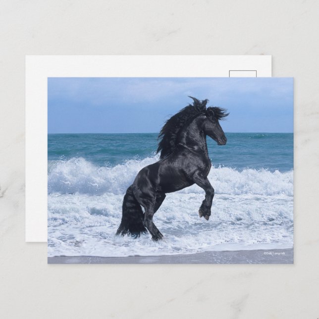 Black Friesian Stallion Rearing In the Sea Postcard (Front/Back)