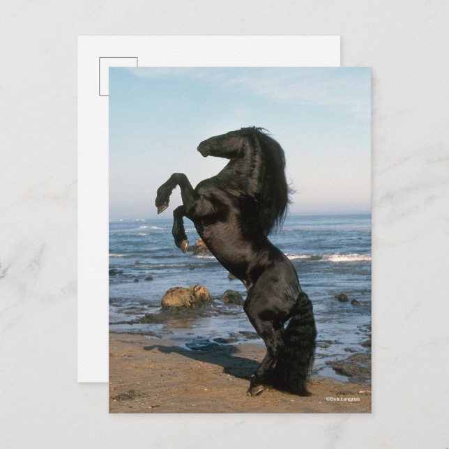 Black Friesian Stallion Rearing On Beach Postcard (Front/Back)