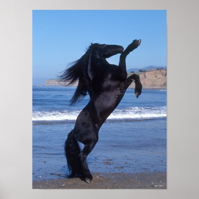 Black Friesian Stallion Rearing On Beach Poster (Front)