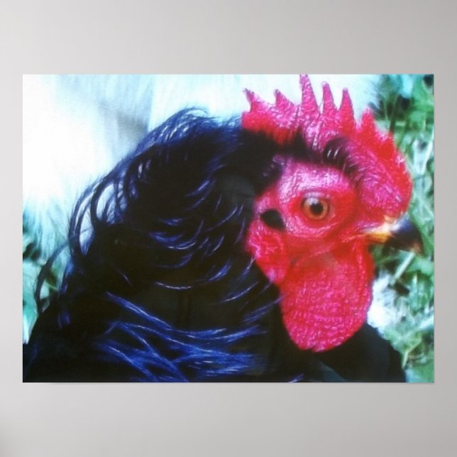 Black Frizzle(Bugsy) Poster (Front)