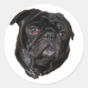 Black Funny Pug Classic Round Sticker