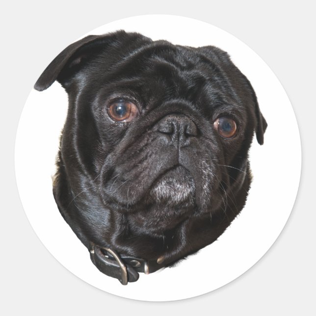 Black Funny Pug Classic Round Sticker (Front)