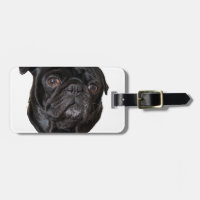 Black Funny Pug
