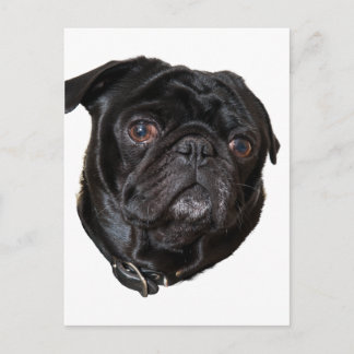 Black Funny Pug Postcard