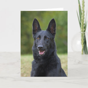 Black German Shepherd Card