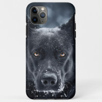 Black German Shepherd