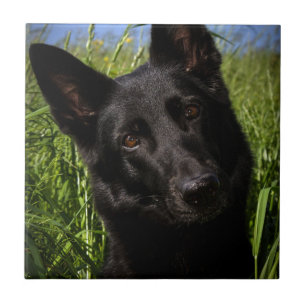 black german shepherd ceramic tile