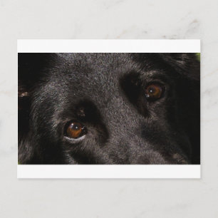 black german shepherd eyes postcard