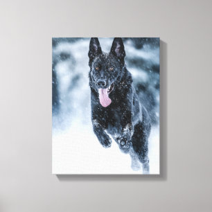Black German Shepherd in snow Duvet Cover Canvas Print