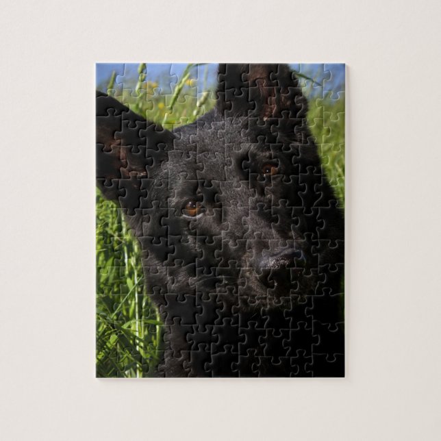 black german shepherd jigsaw puzzle (Vertical)