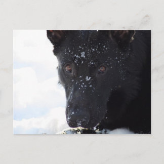 Black German Shepherd Postcard