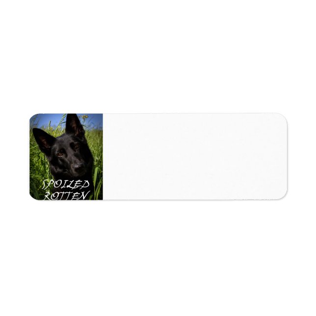 black german shepherd spoiled rotten return address label (Front)