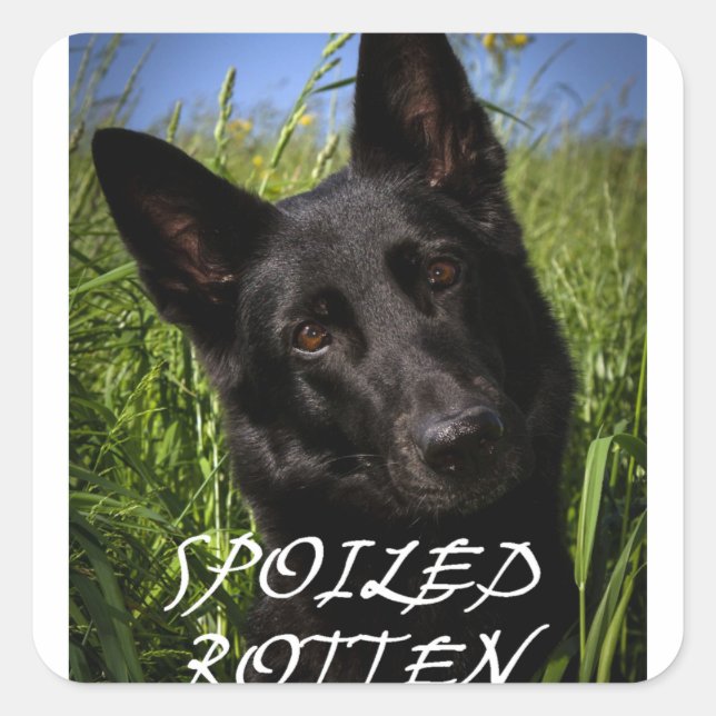 black german shepherd spoiled rotten square sticker (Front)