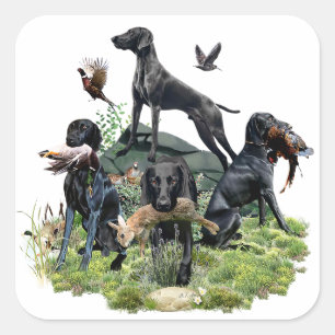 Black German Shorthaired Pointers    Square Sticker