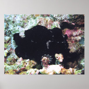Black Giant Frogfish Poster