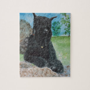 Black Giant Schnauzer Jigsaw Puzzle