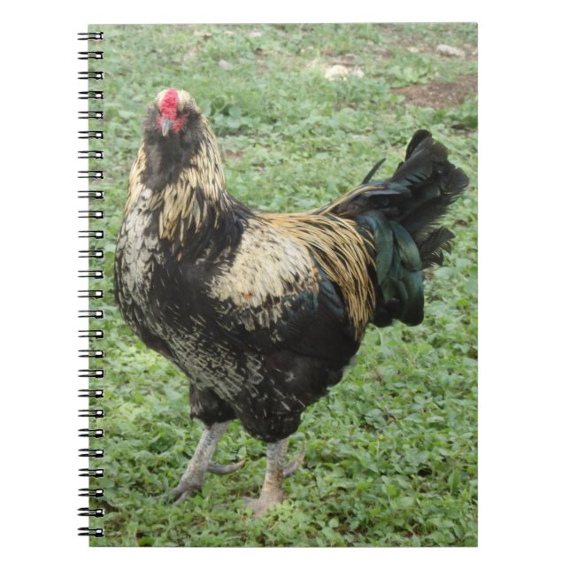 Black & Gold Ameraucana Rooster Notebook (Front)