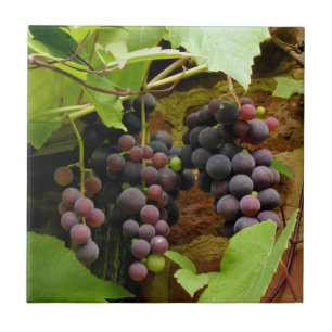 BLACK GRAPES   CERAMIC TILE