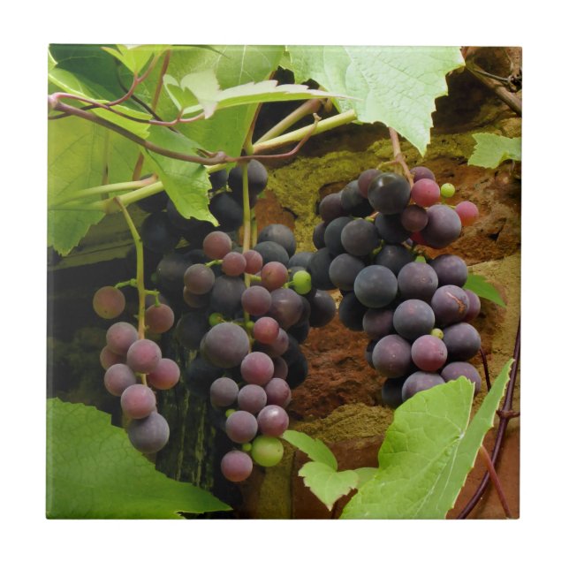 BLACK GRAPES   CERAMIC TILE (Front)